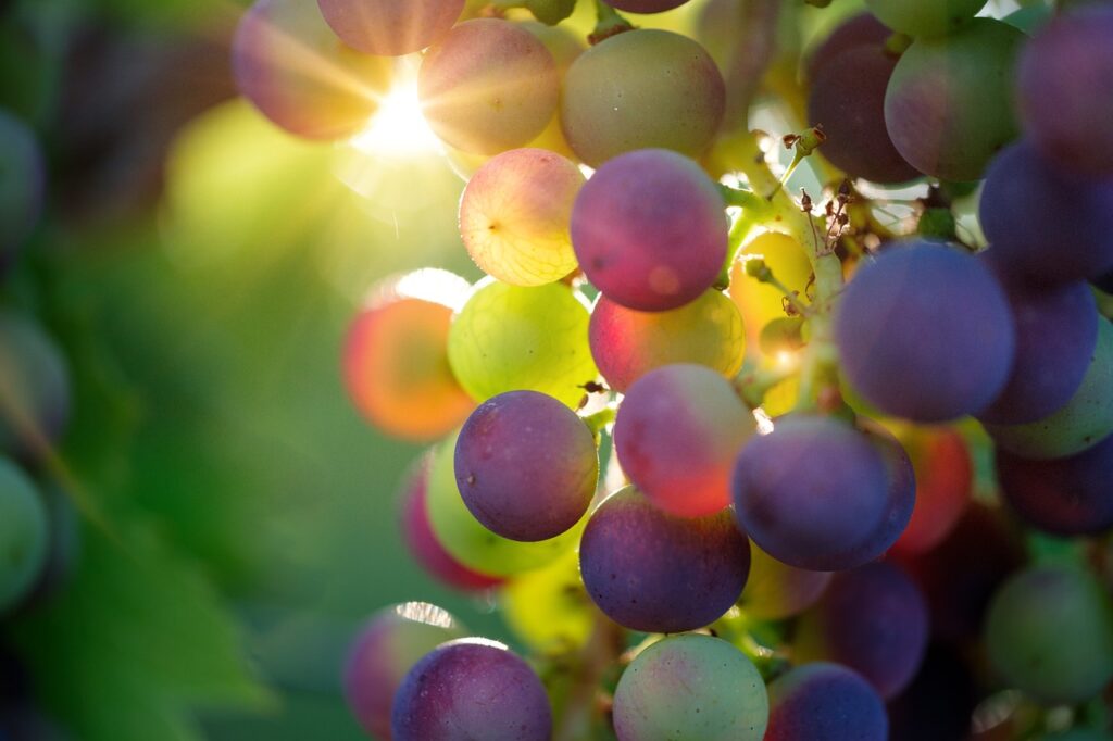 grapes, fruits, food-3550733.jpg